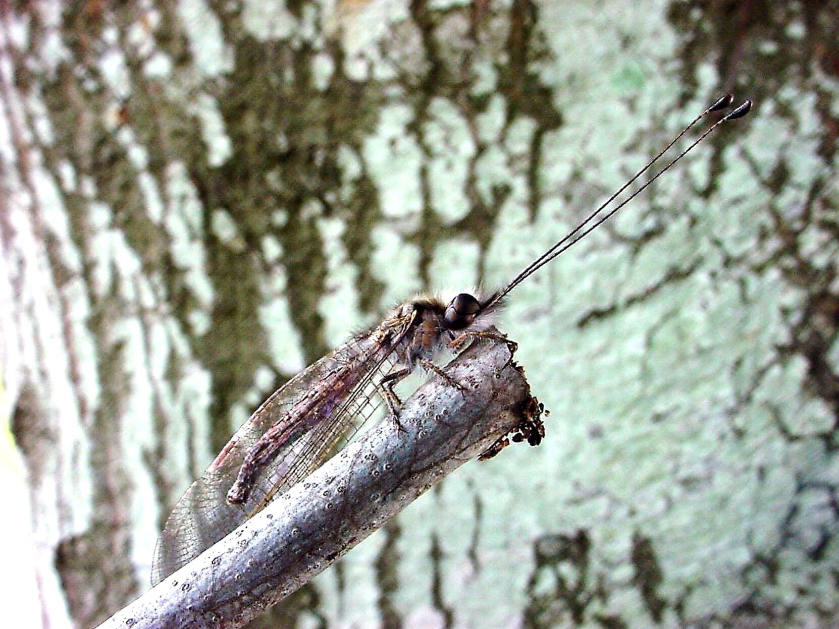 Owlfly